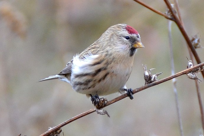 Чечётка (обыкновенная чечётка) (Acanthis flammea (Carduelis flammea))