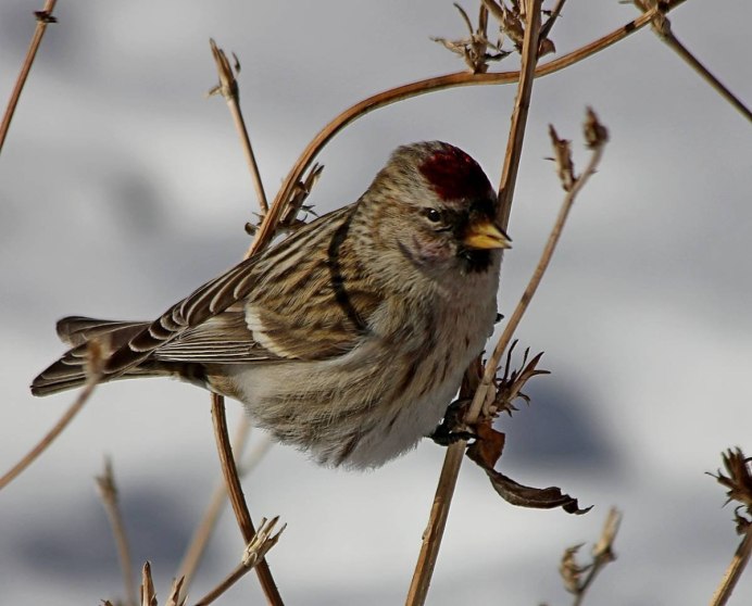 Обыкновенная чечетка птица
