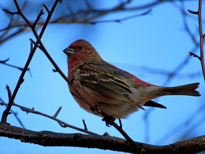 Сибирская чечевица птица
