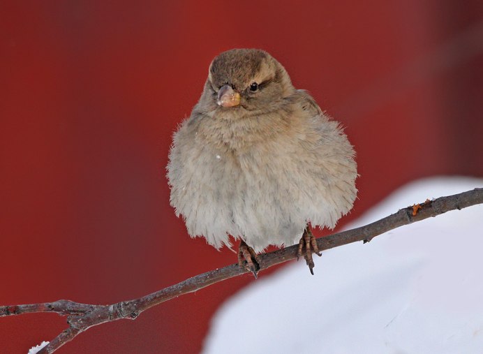 Коричневая птичка с красной грудкой