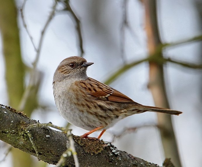 Большая чечевица (Carpodacus rubicilla)