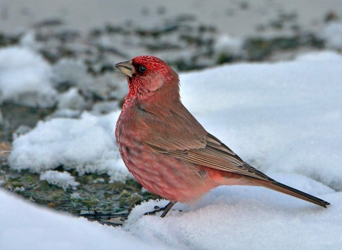 Большая чечевица (Carpodacus rubicilla)