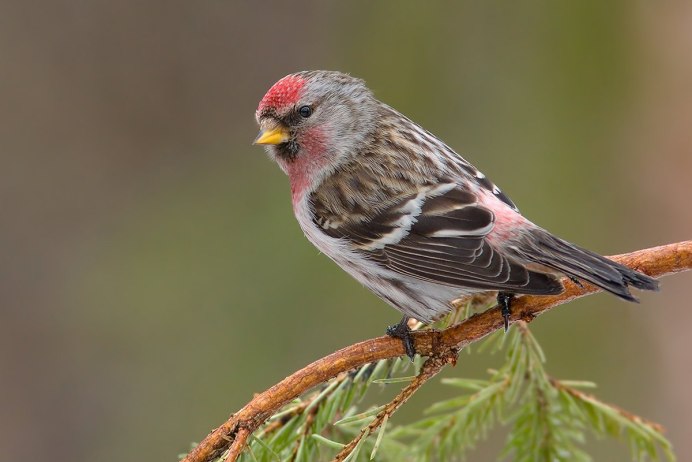 Коноплянка (Реполов) (cannabina cannabina);