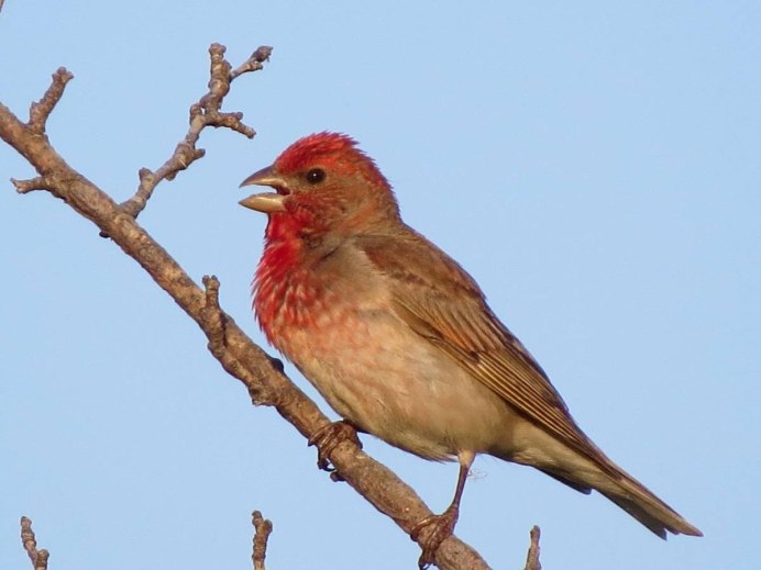 Красный Воробей в СССР