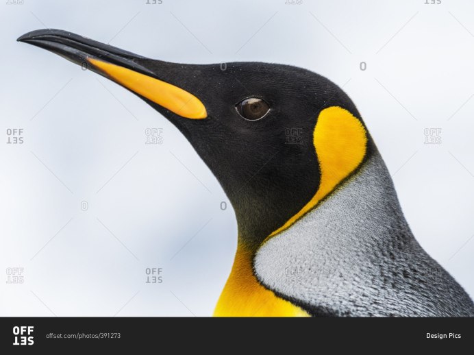 Пингвин Sphenisciformes