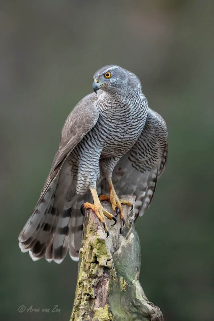 Тетеревятник (Accipiter gentilis)