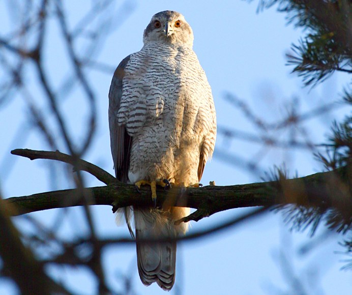 Ястреб - тетеревятник (Accipiter gentilis)