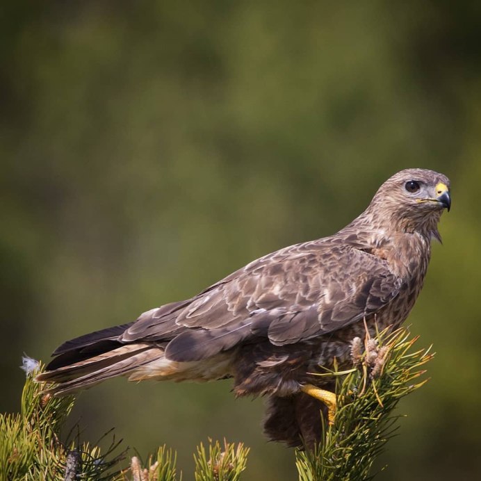 Обыкновенный канюк Buteo Buteo