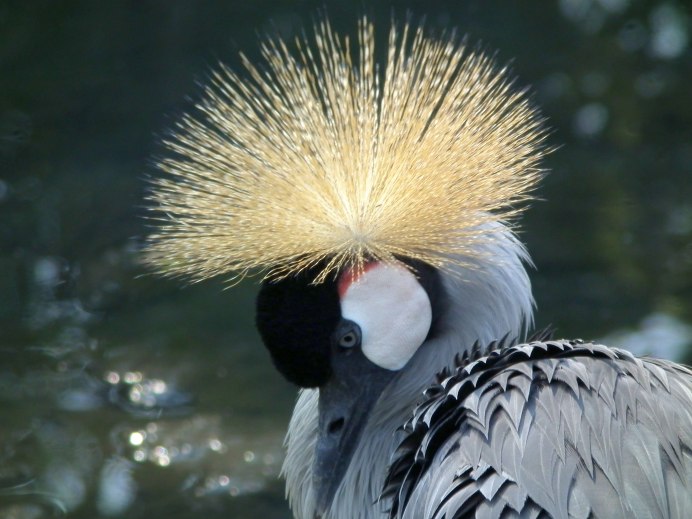 East African crowned Crane