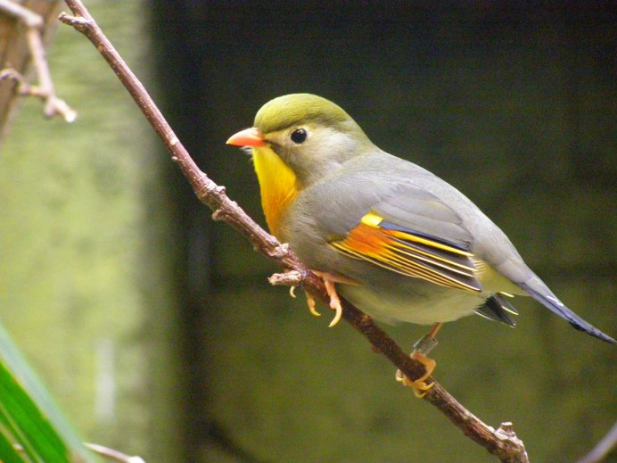 Red-billed Leiothrix