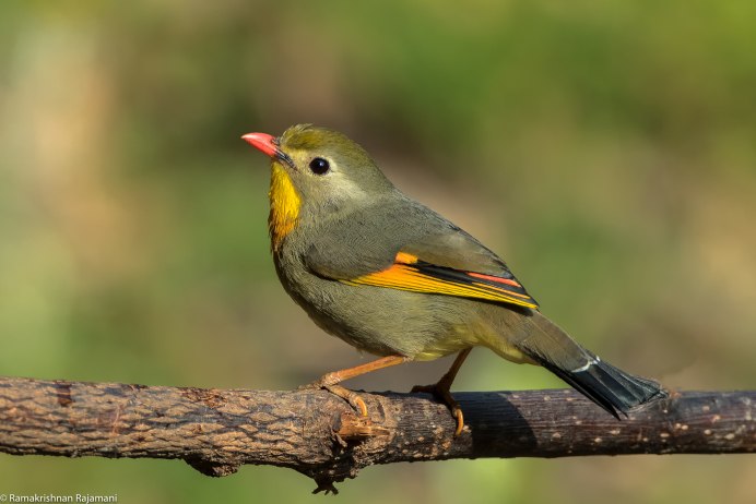 Китайский Соловей Leiothrix lutea