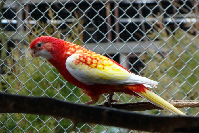 Попугай Розелла лютино