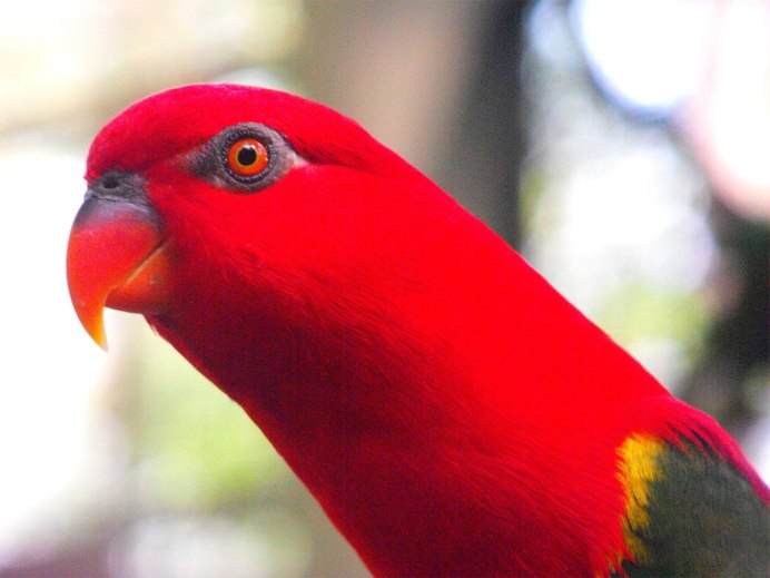 Попугай лорикет красный
