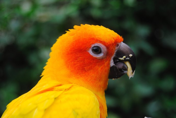 Оранжевый попугай