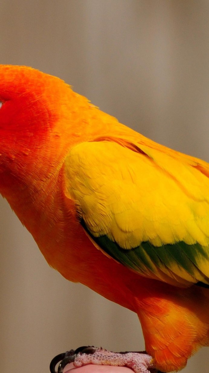 Оранжевый волнистый попугай