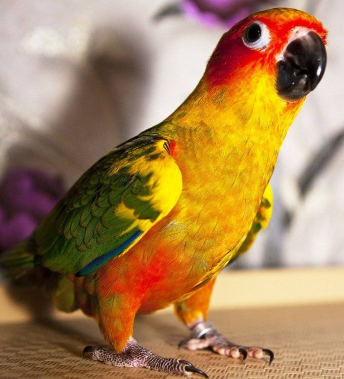 Попугай аратинга желтый