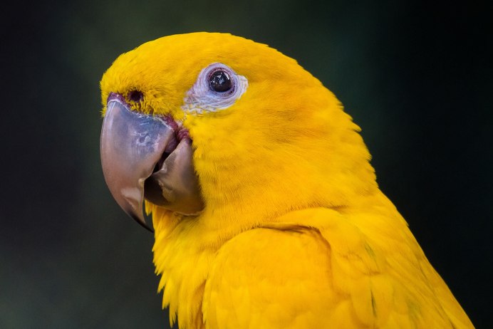Golden Conure попугай