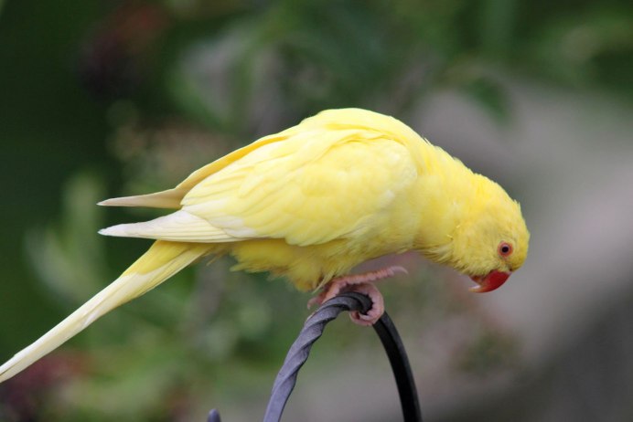Ожереловый попугай желтый