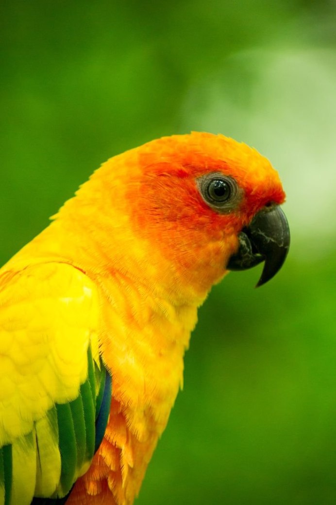 Попугай аратинга желтый
