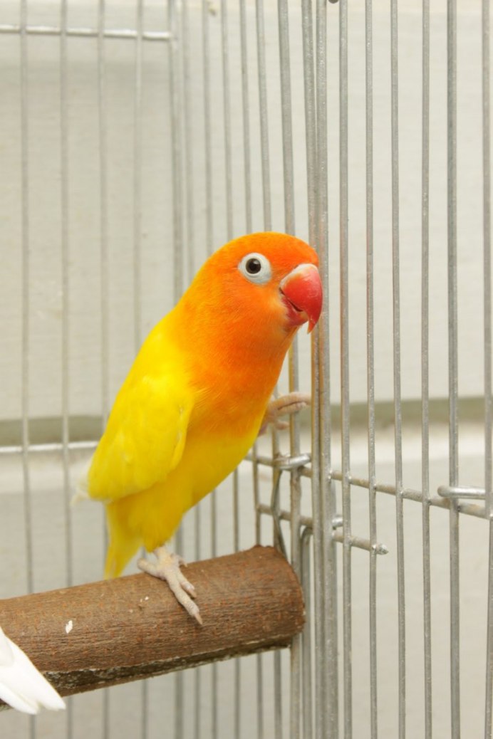 Неразлучник Фишера желтый