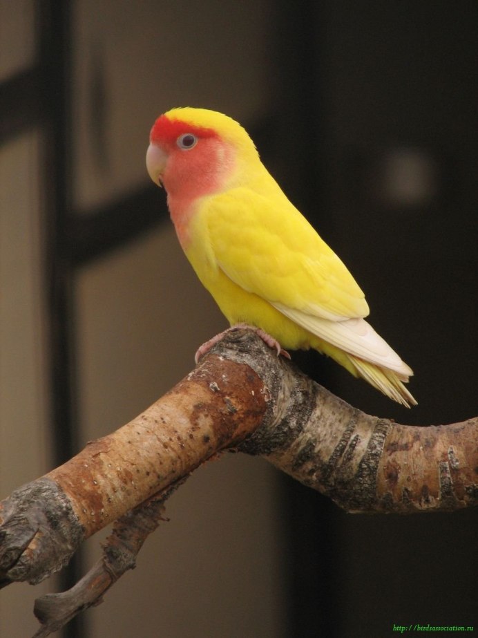 Попугай неразлучник желтый