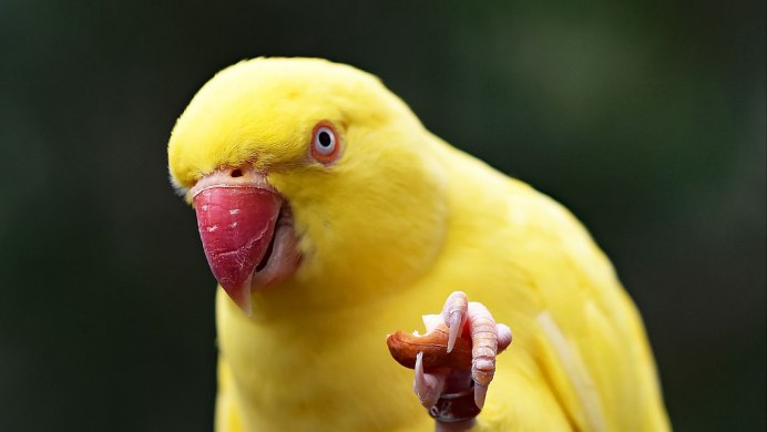 Попугай ара красный