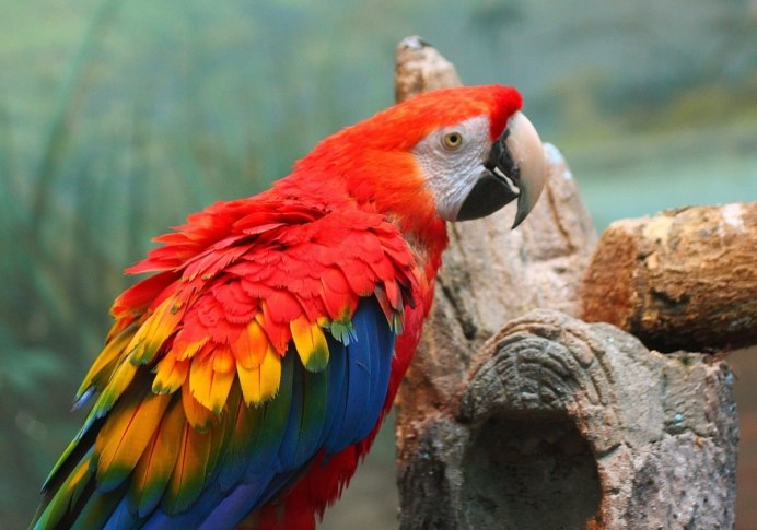Попугай ара красный