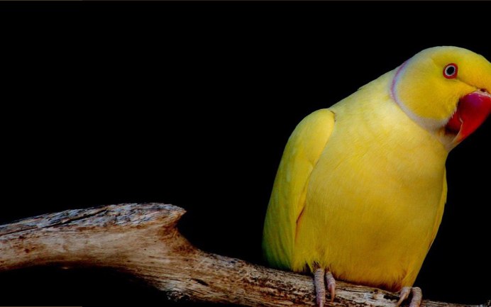 Ожереловый лютино