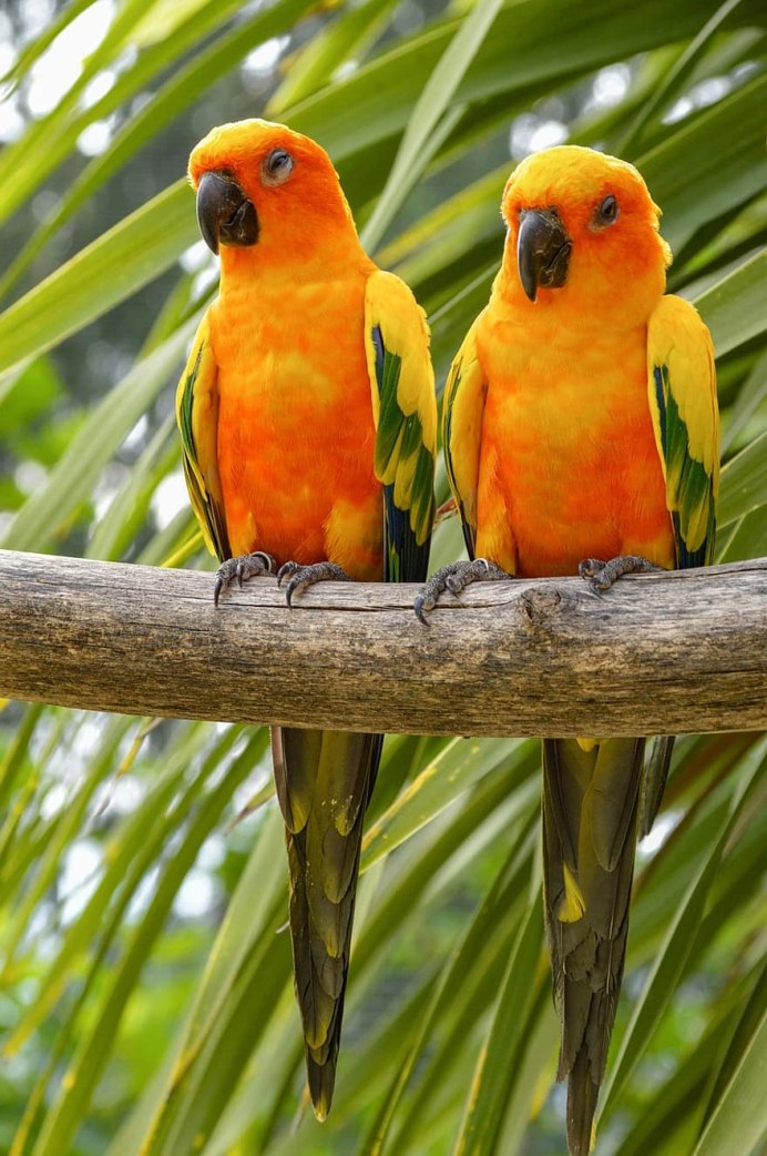 Попугай Розелла