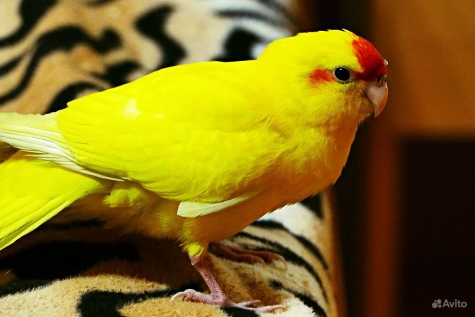 Попугай новозеландский /какарик/