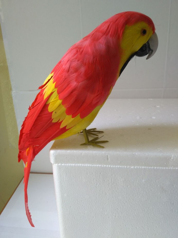 Попугай красного цвета