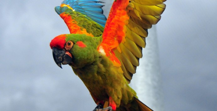 Попугай с расправленными крыльями