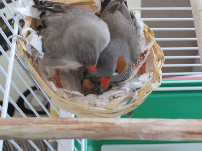 Амадины зебровые и японские