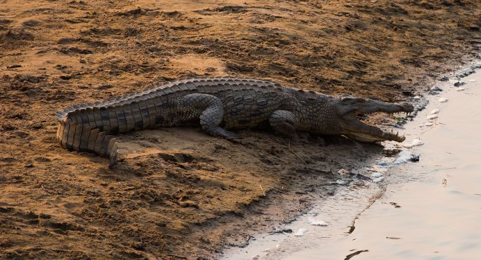 Египетский крокодил