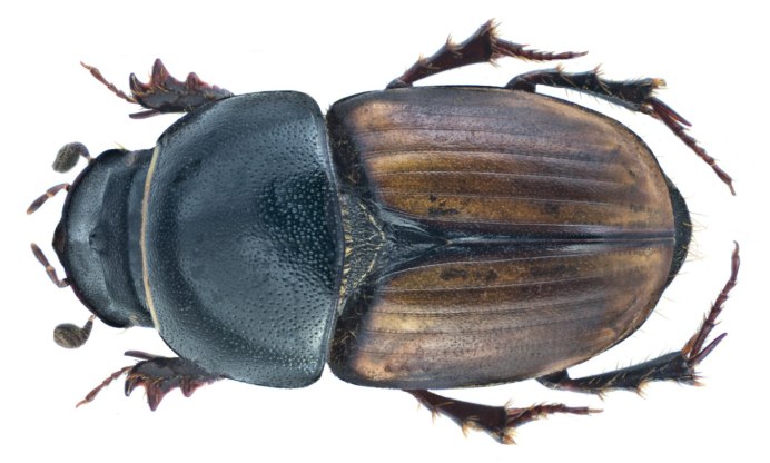 Aphodius (Colobopterus) erraticus (Linnaeus, 1758)