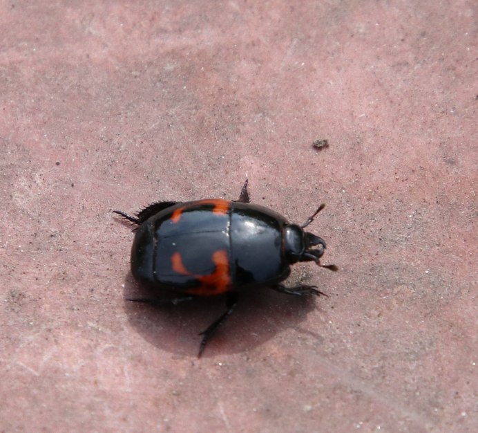 Карапузик четырёхпятнистый Hister quadrimaculatus