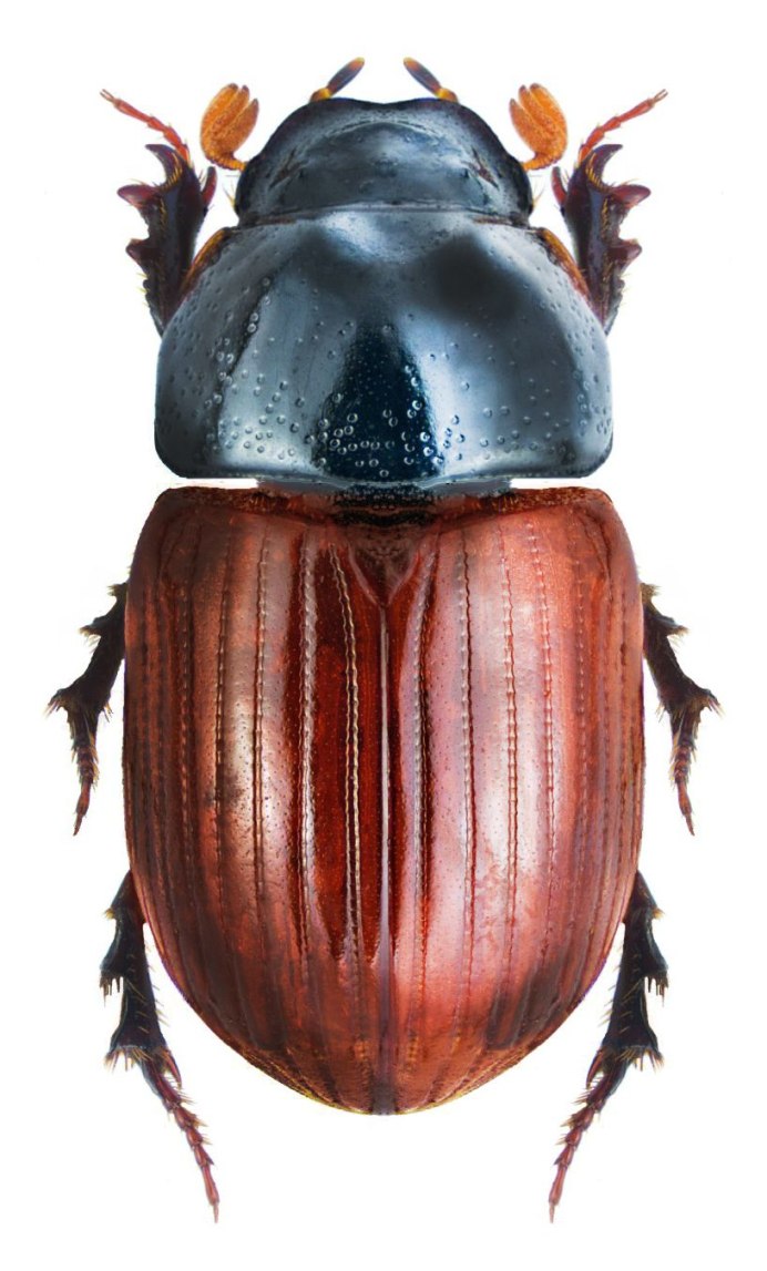 Aphodius fimetarius