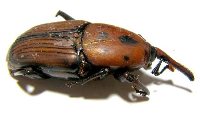 Rhynchophorus Phoenicis вар. Niger Faust