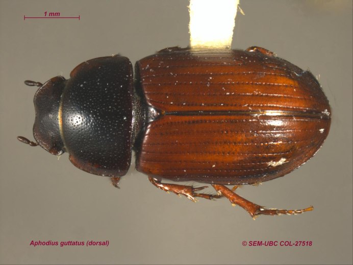 Aphodius serotinus