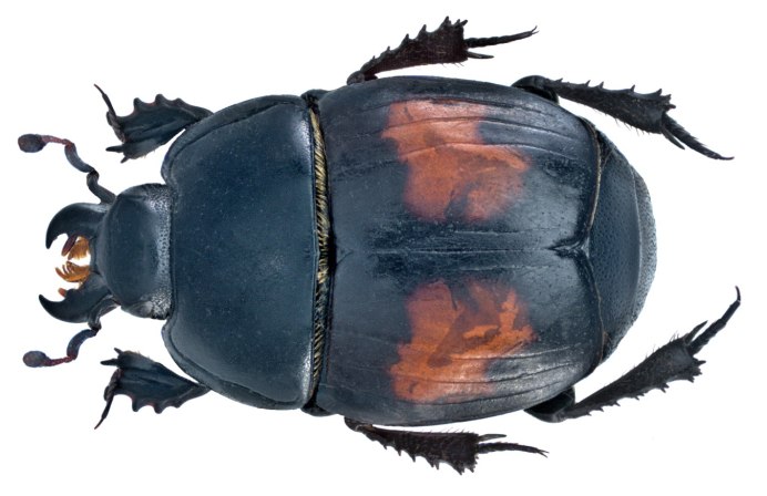 Margarinotus cadaverinus