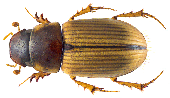 Aphodius (Nobius) costatellus a. Schmidt, 1916