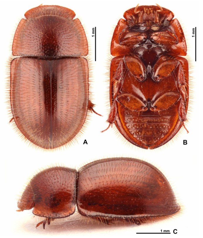 Coleoptera ротовой аппарат