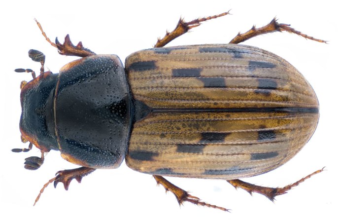 Aphodius (Chilothorax) melanostictus w. Schmidt, 1840