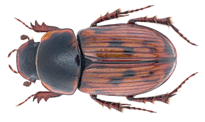Рис. IX. Пластинчатоусые. Aphodiinae.