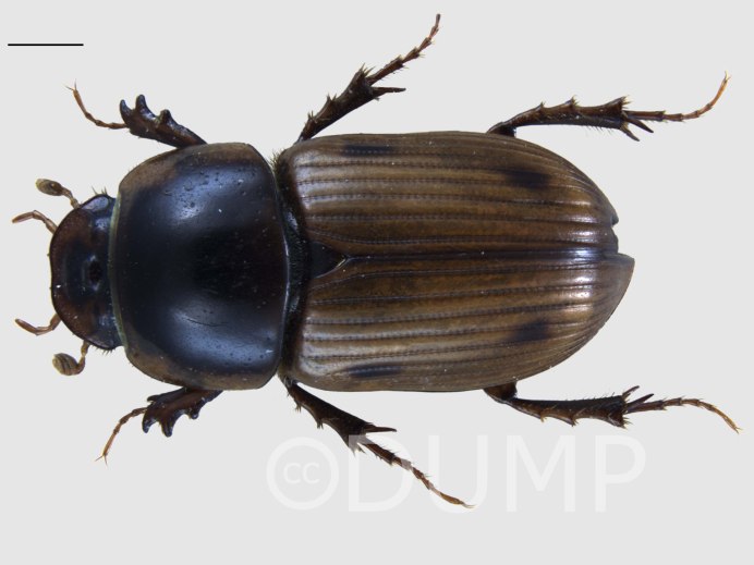 Aphodius rectus