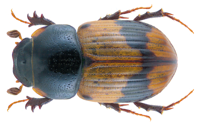 Aphodius (Colobopterus) erraticus (Linnaeus, 1758)
