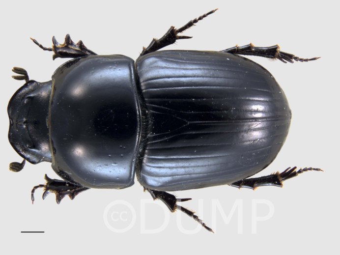 Aphodius (Teuchestes) fossor (Linnaeus, 1758)
