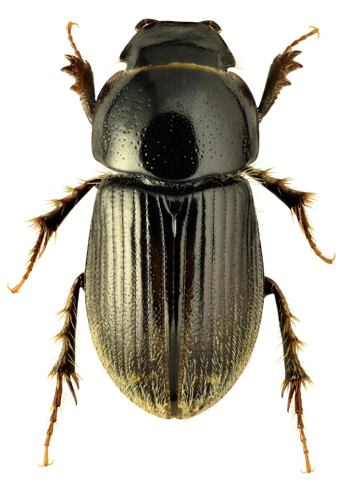 Melinopterus punctatosulcatus