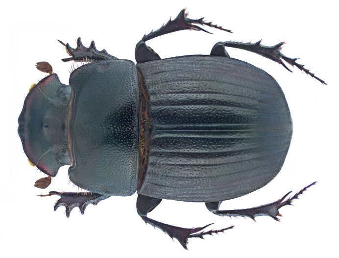 Chilothorax melanostictus