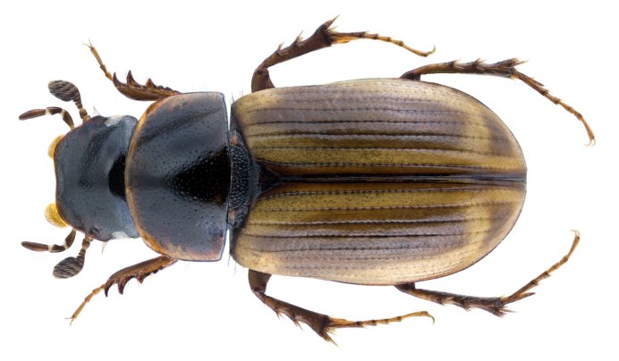 Aphodius Scrutator